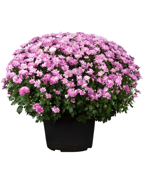 Chrysanthemenbusch
