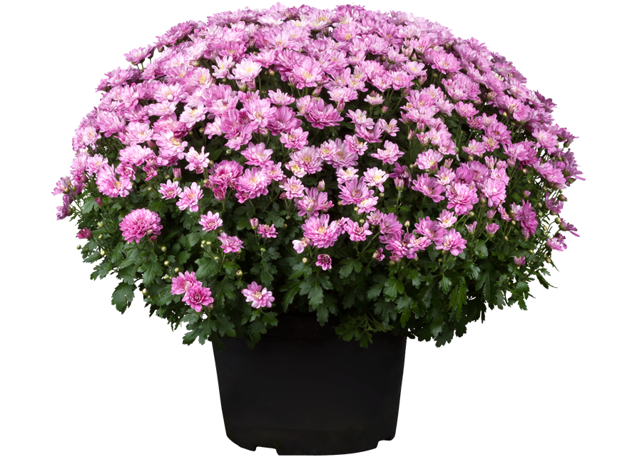 Chrysanthemenbusch