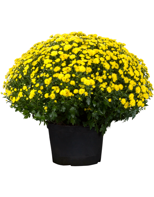 Chrysanthemenbusch