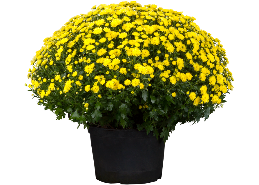 Chrysanthemenbusch