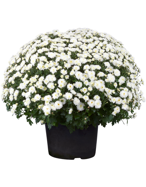 Chrysanthemenbusch