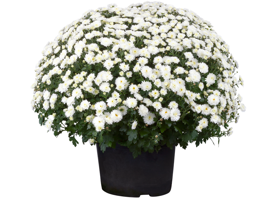 Chrysanthemenbusch