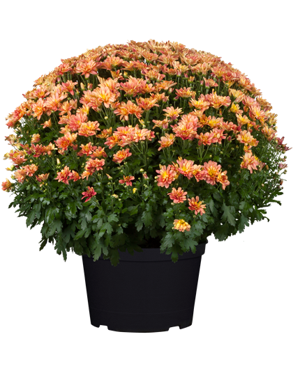 Chrysanthemenbusch