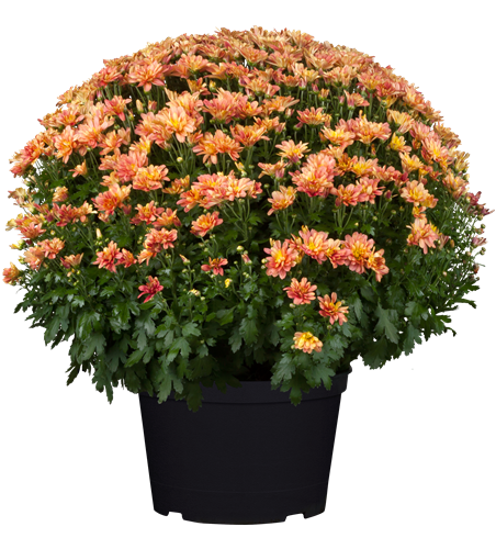 Chrysanthemenbusch