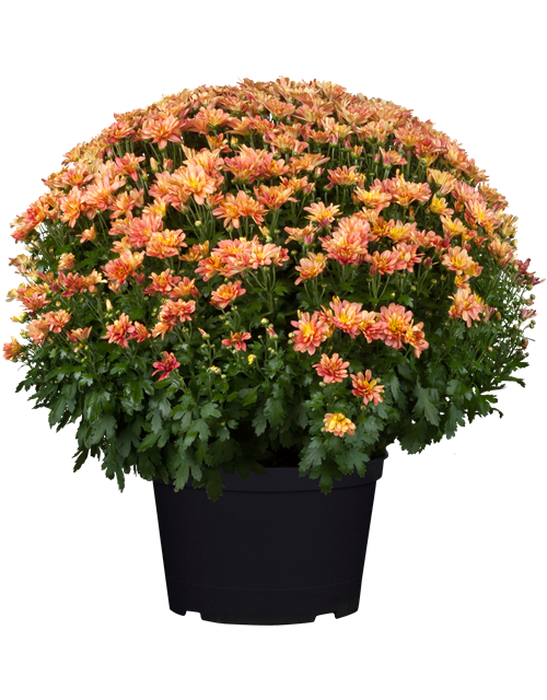 Chrysanthemenbusch