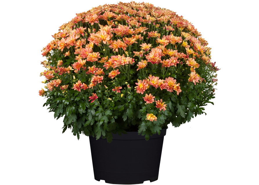 Chrysanthemenbusch