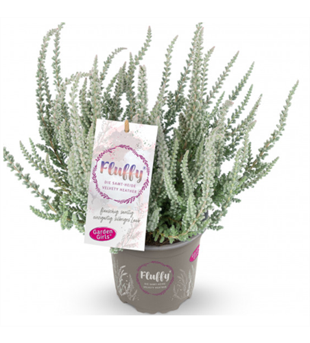 Calluna Fluffy