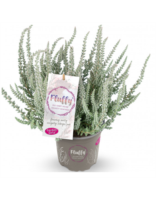 Calluna Fluffy