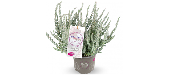 Calluna Fluffy