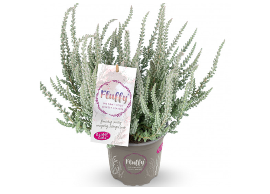 Calluna Fluffy