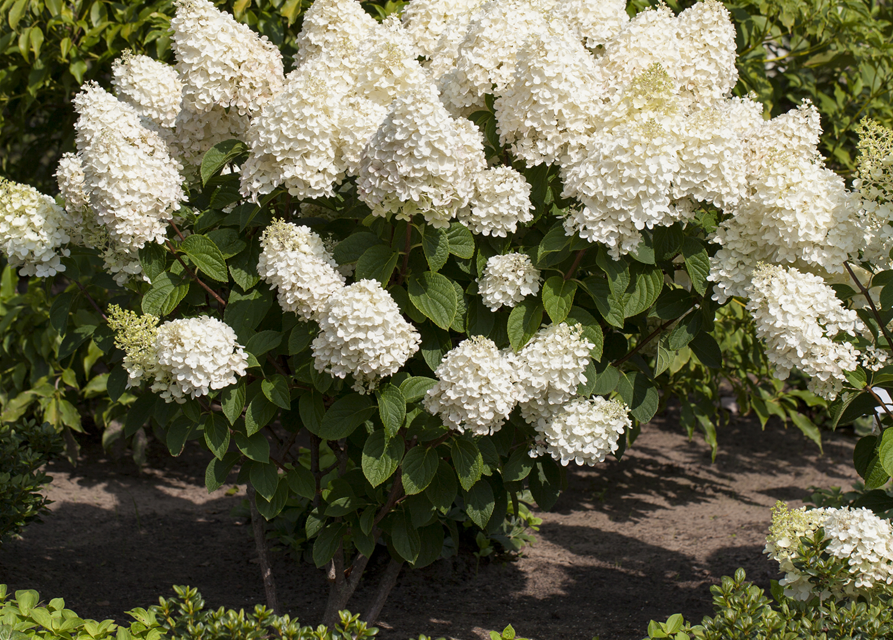 Rispenhortensie Silver Dollar