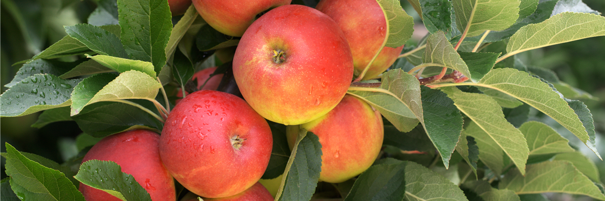 Malus domestica 'Elstar'
