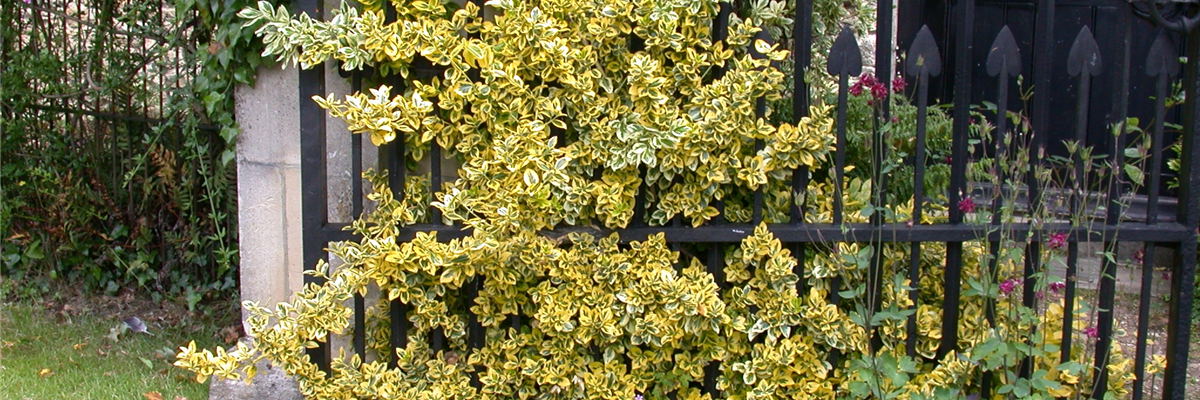 Euonymus japonicus 'Aureomarginatus'