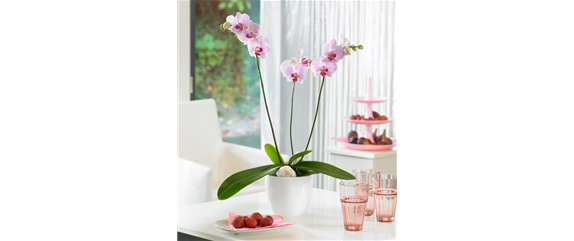 ORCHIDEEN-PFLEGE ORCHIDEEN-PFLEGE