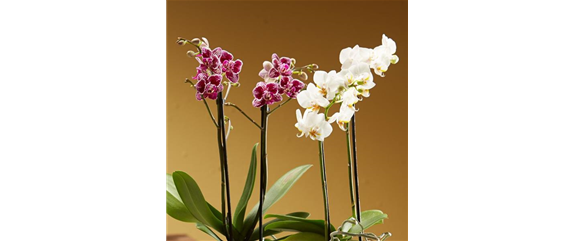 DAS GROSSE ORCHIDEEN EINMALEINS! DAS GROSSE ORCHIDEEN EINMALEINS!