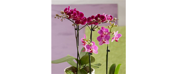 DAS GROSSE ORCHIDEEN EINMALEINS! DAS GROSSE ORCHIDEEN EINMALEINS!