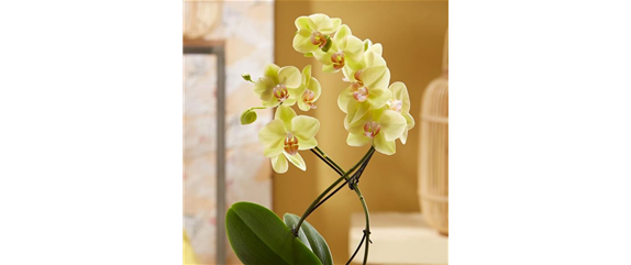 DAS GROSSE ORCHIDEEN EINMALEINS! DAS GROSSE ORCHIDEEN EINMALEINS!