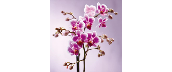 DAS GROSSE ORCHIDEEN EINMALEINS! DAS GROSSE ORCHIDEEN EINMALEINS!