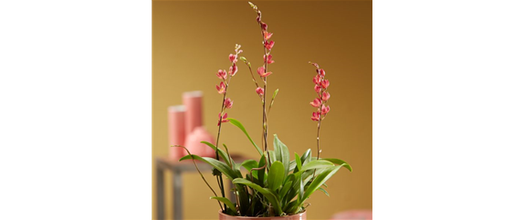 DAS GROSSE ORCHIDEEN EINMALEINS! DAS GROSSE ORCHIDEEN EINMALEINS!