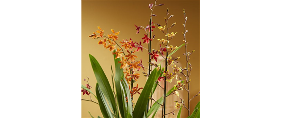 DAS GROSSE ORCHIDEEN EINMALEINS! DAS GROSSE ORCHIDEEN EINMALEINS!