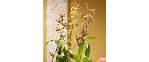 DAS GROSSE ORCHIDEEN EINMALEINS! DAS GROSSE ORCHIDEEN EINMALEINS!