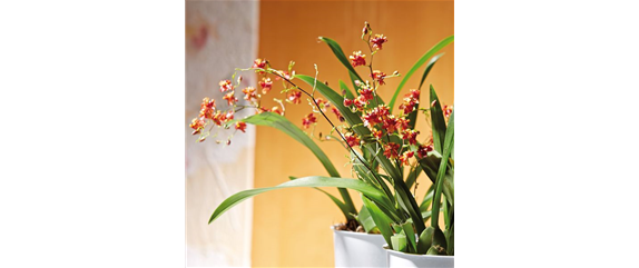 DAS GROSSE ORCHIDEEN EINMALEINS! DAS GROSSE ORCHIDEEN EINMALEINS!