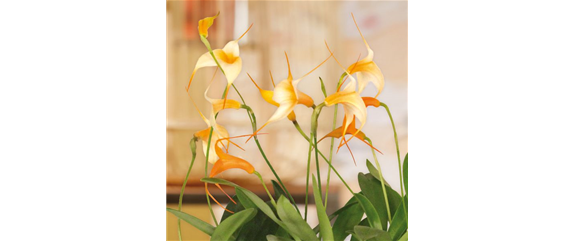 DAS GROSSE ORCHIDEEN EINMALEINS! DAS GROSSE ORCHIDEEN EINMALEINS!