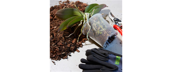 DAS GROSSE ORCHIDEEN EINMALEINS! DAS GROSSE ORCHIDEEN EINMALEINS!