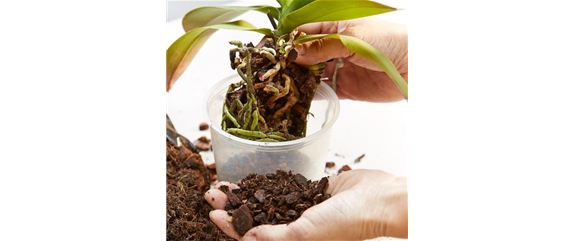 DAS GROSSE ORCHIDEEN EINMALEINS! DAS GROSSE ORCHIDEEN EINMALEINS!