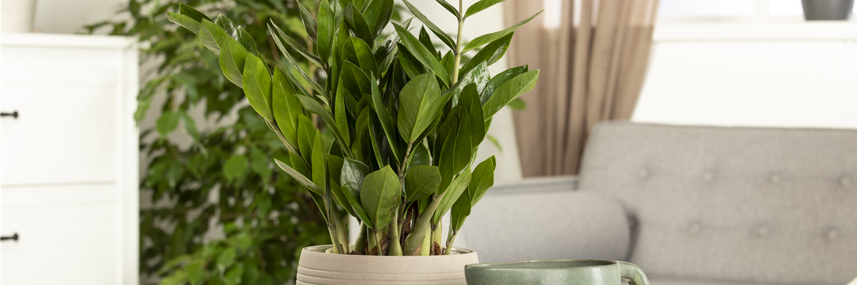 Zamioculcas zamiifolia