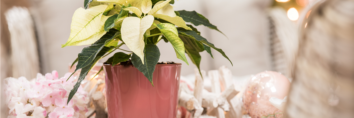 Euphorbia pulcherrima, weiß