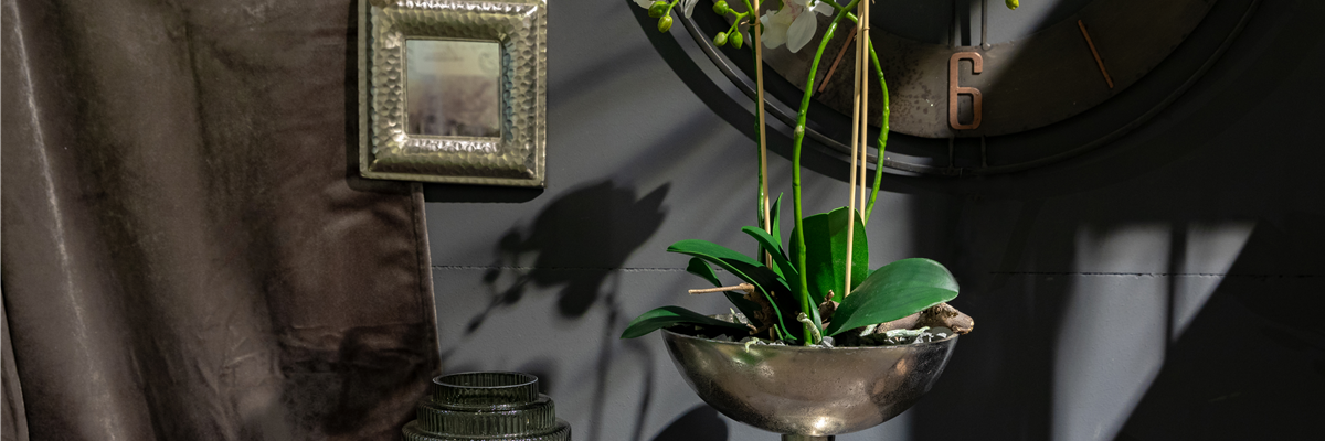 Deko - Ambiente mit Orchidee