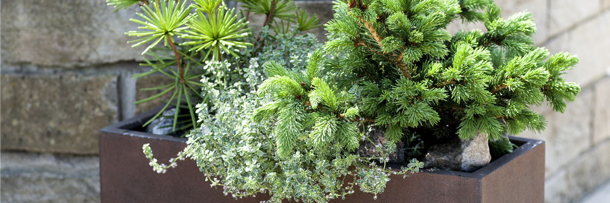 Pflanzkübel Picea